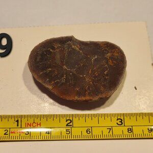 Old Indiana Fern Fossil